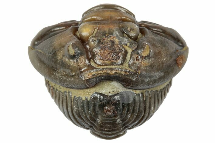Wide Enrolled Flexicalymene Trilobite - Mt Orab, Ohio #358092